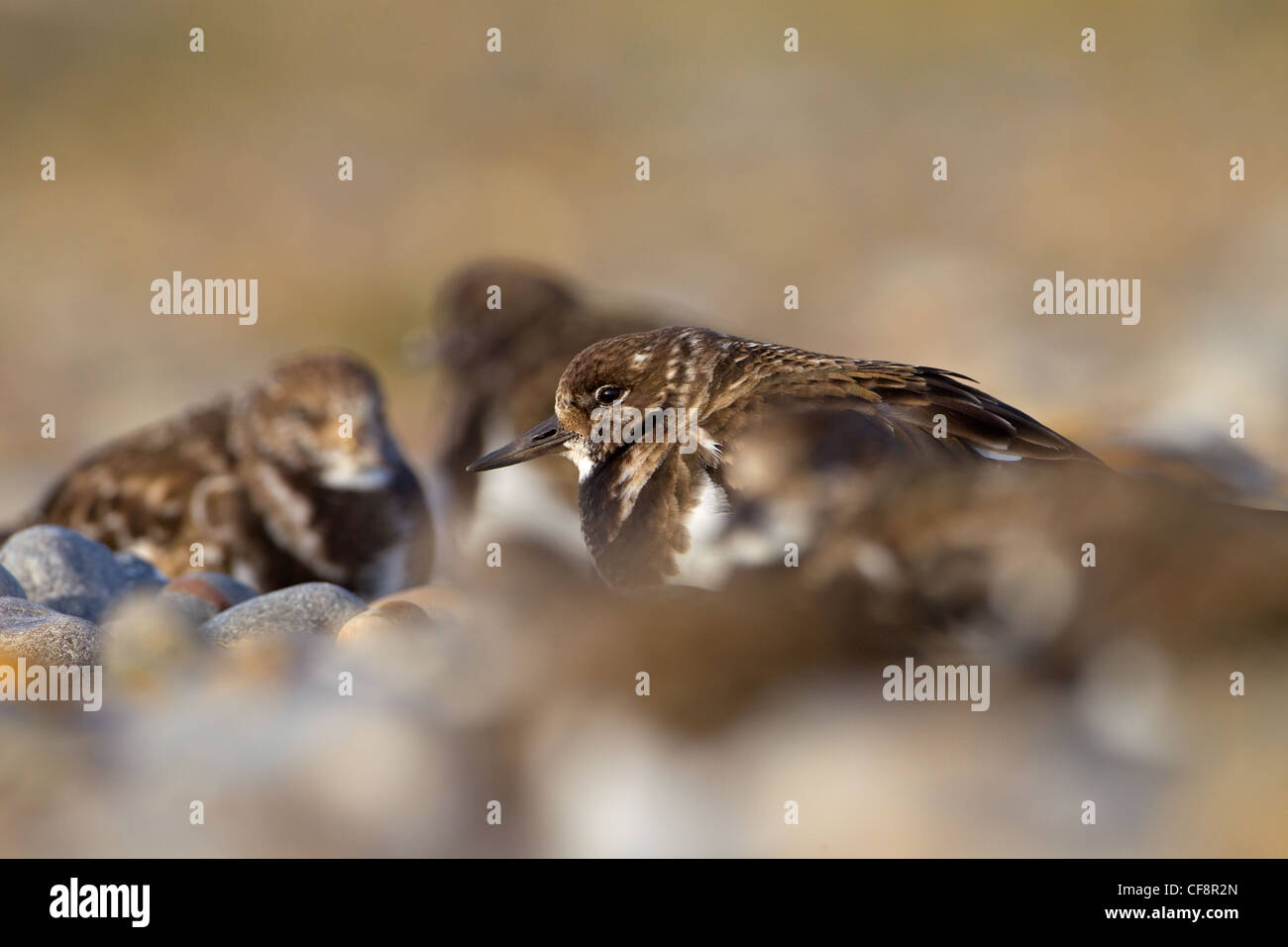 Turnstone Arenaria interpres flock in winter sheltering from wind Stock Photo