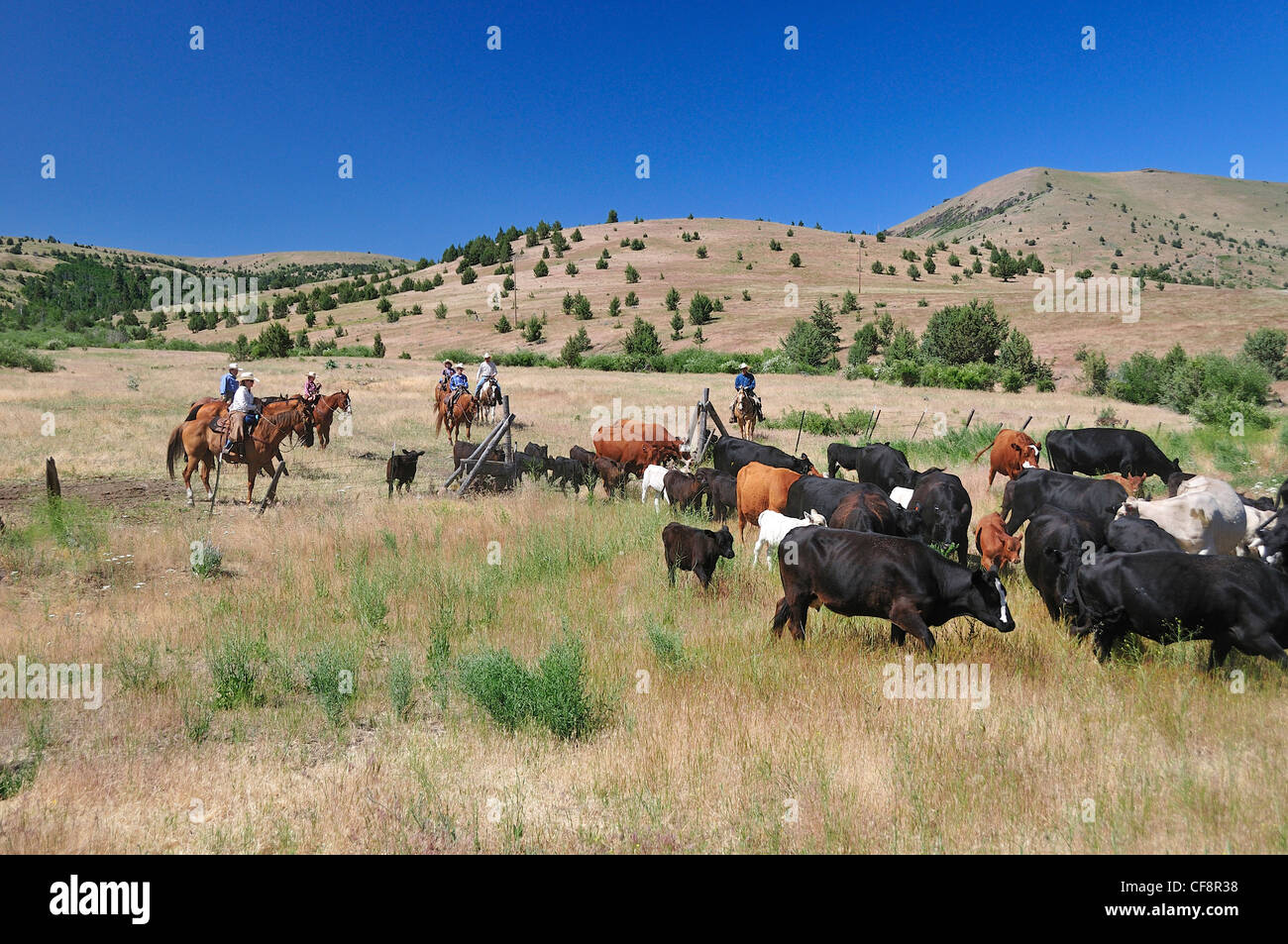 Wilson Ranch, Fossil, Oregon, USA, United States, America, Cattle drive