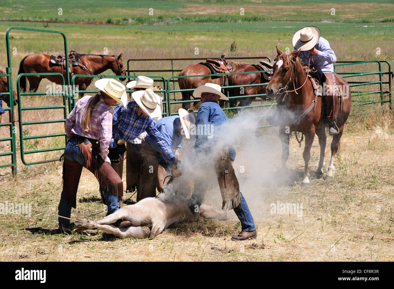 Branding, Wilson Ranch, Fossil, Oregon, USA, United States, America