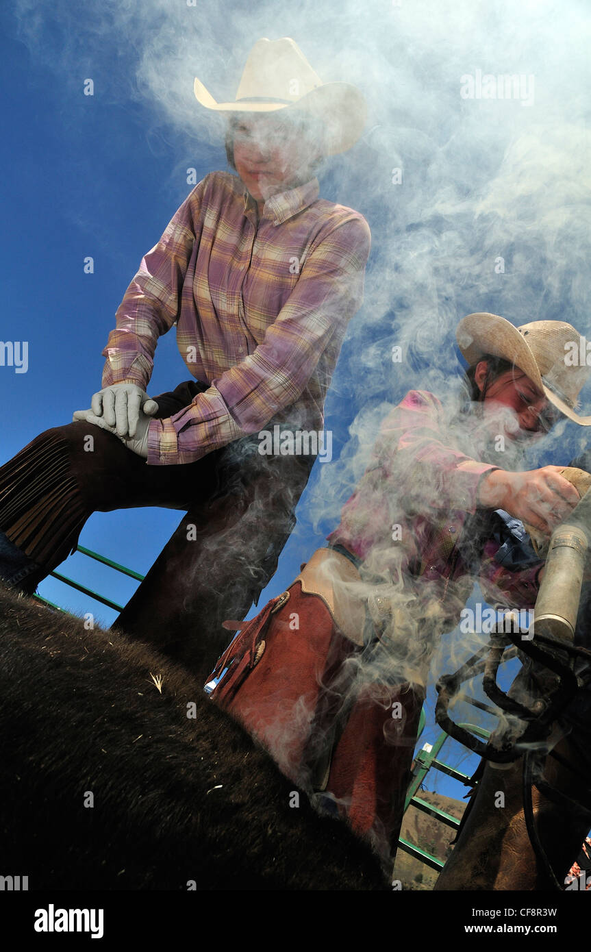 Branding, Wilson Ranch, Fossil, Oregon, USA, United States, America