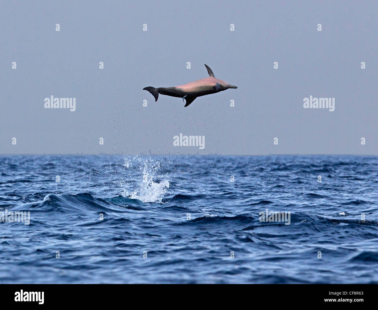 Spinner dolphin leaping out of water and spinning Stock Photo