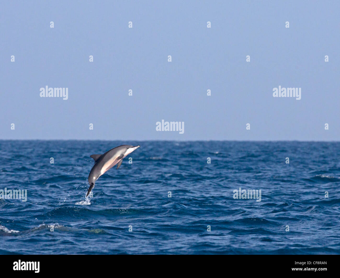 Spinner dolphin leaping out of water and spinning Stock Photo