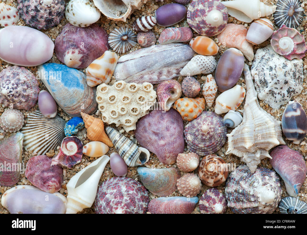 Seashells pattern Stock Photo