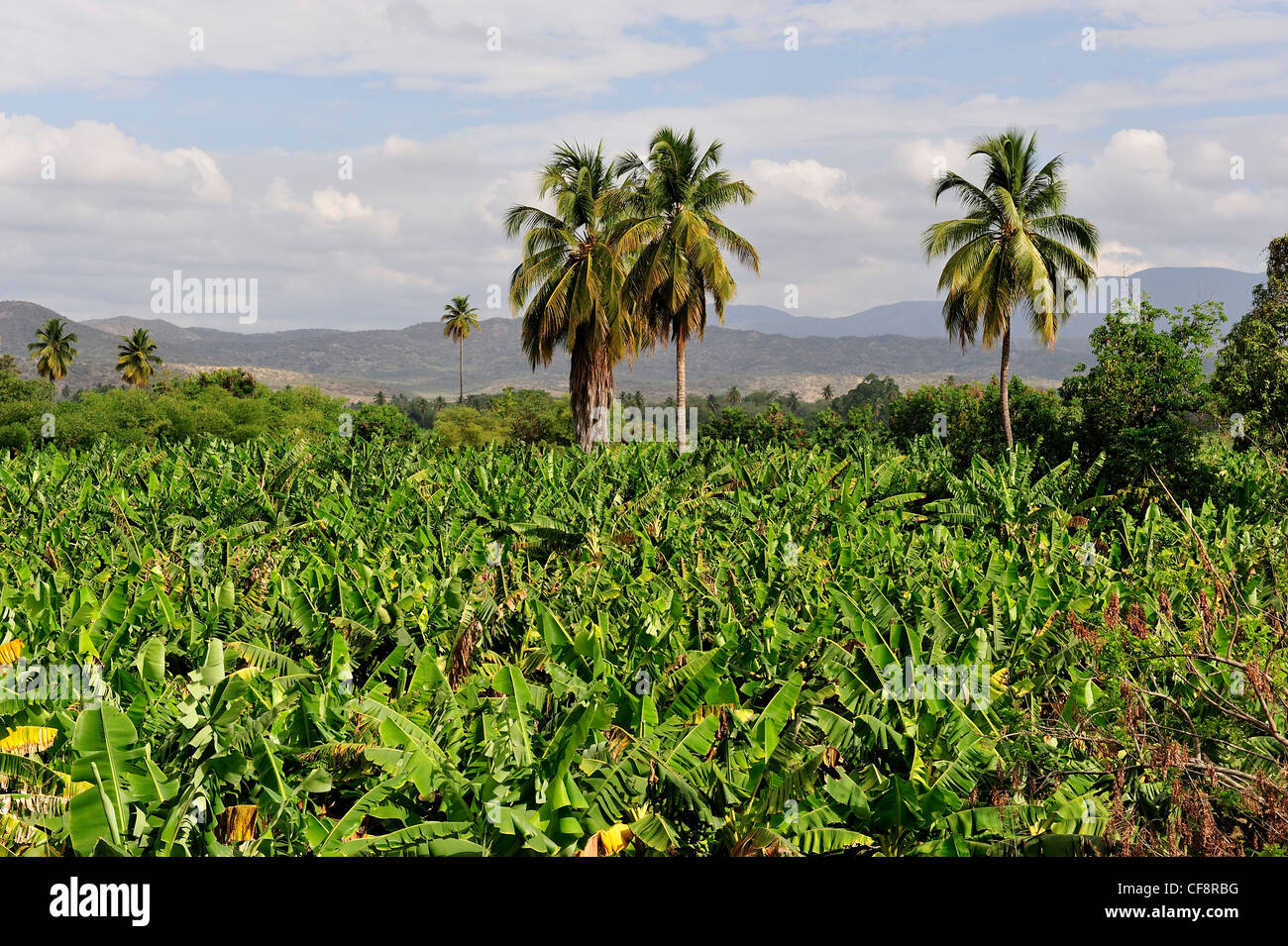 Landscape, Azua, Barahona, Dominican Republic, Caribbean, Palm trees, Bananas, agriculture Stock