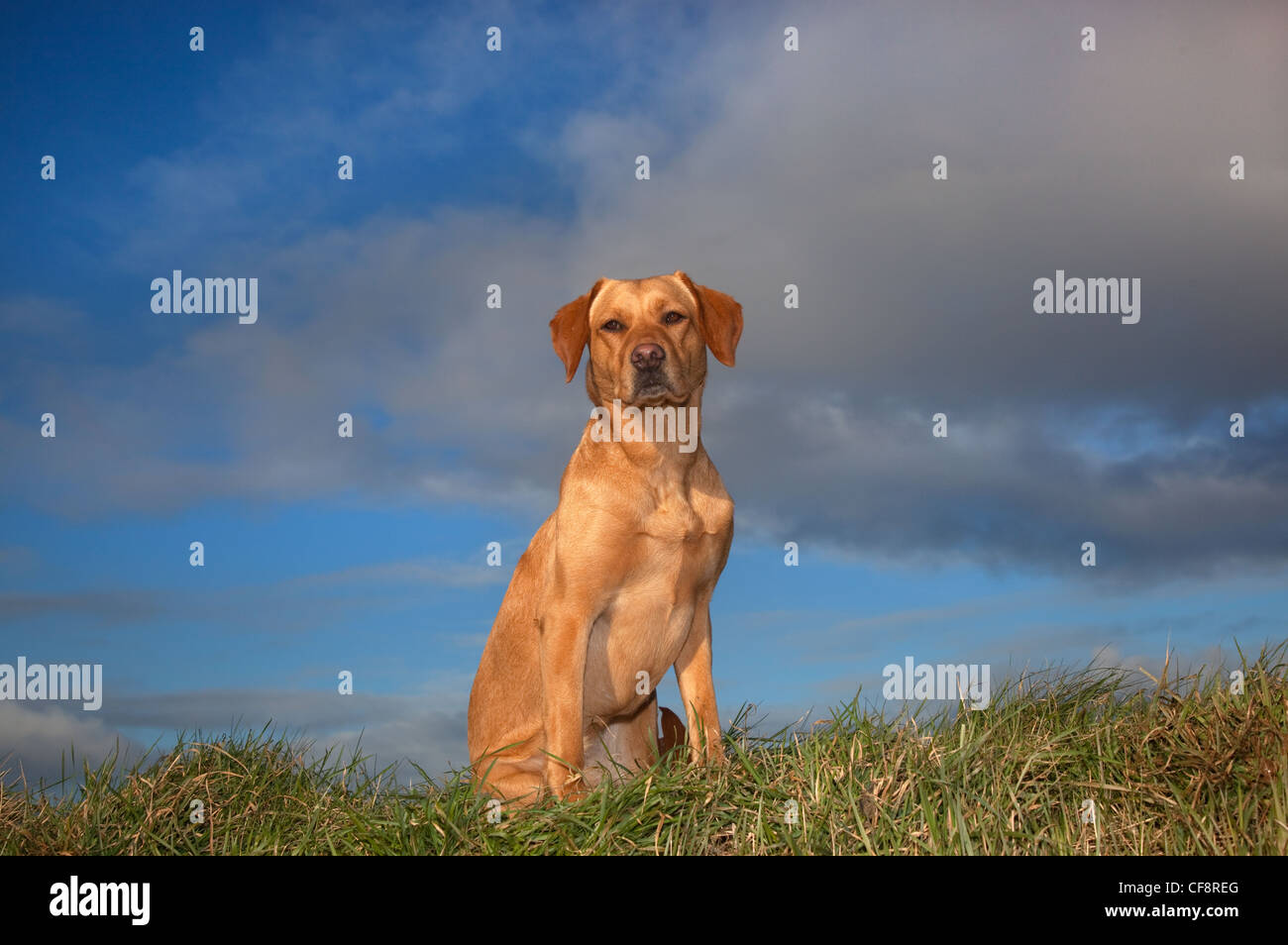 Yellow Labrador portrait Stock Photo