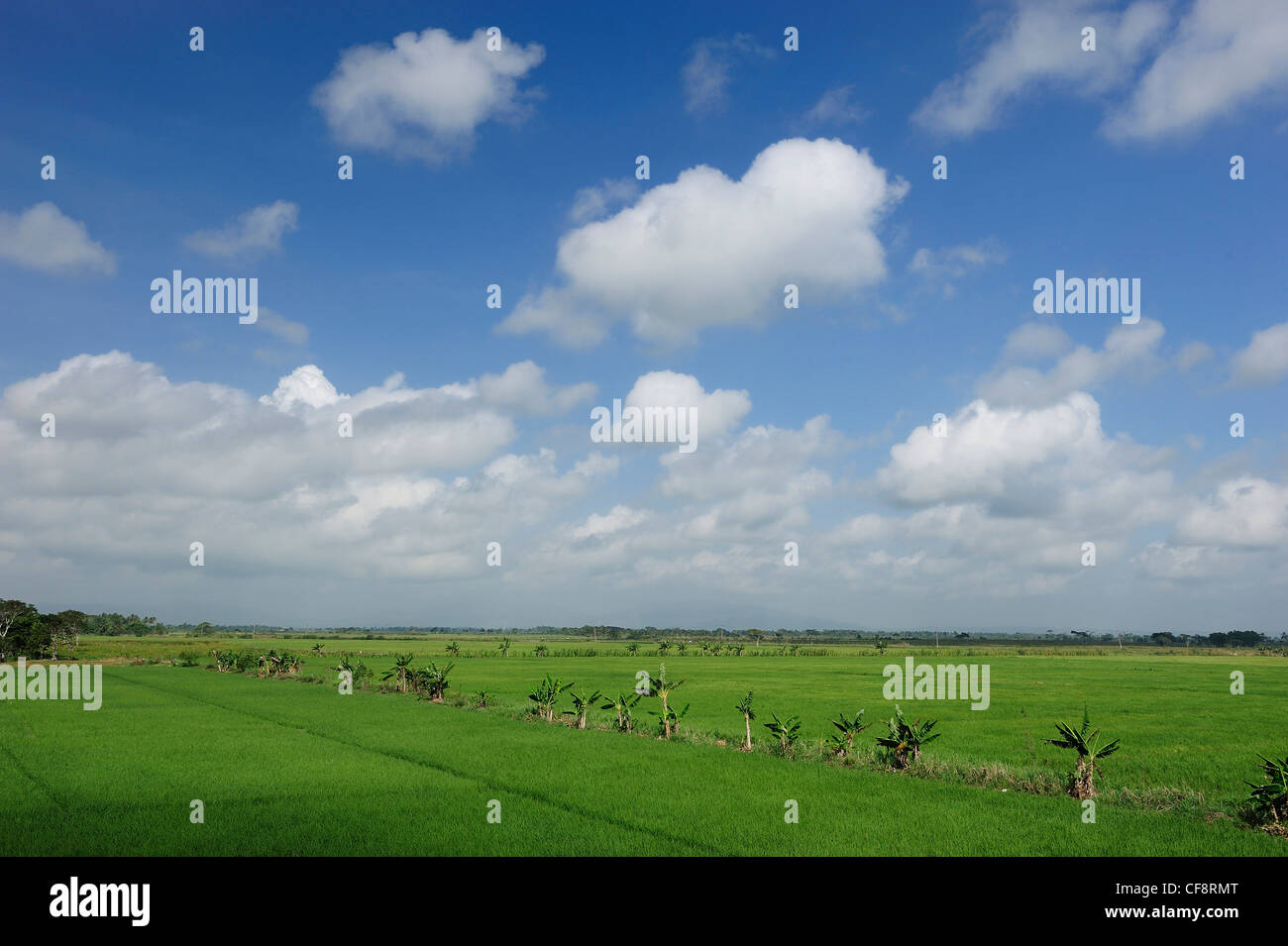 Rice fields, Dominican Republic, Caribbean, Rice, agriculture Stock