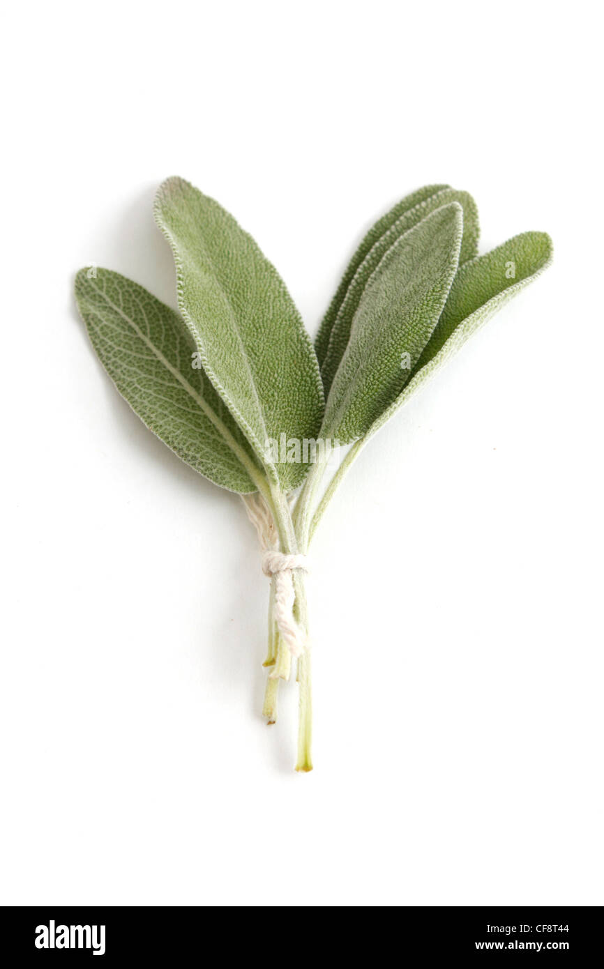 Sage on an isolated background Stock Photo