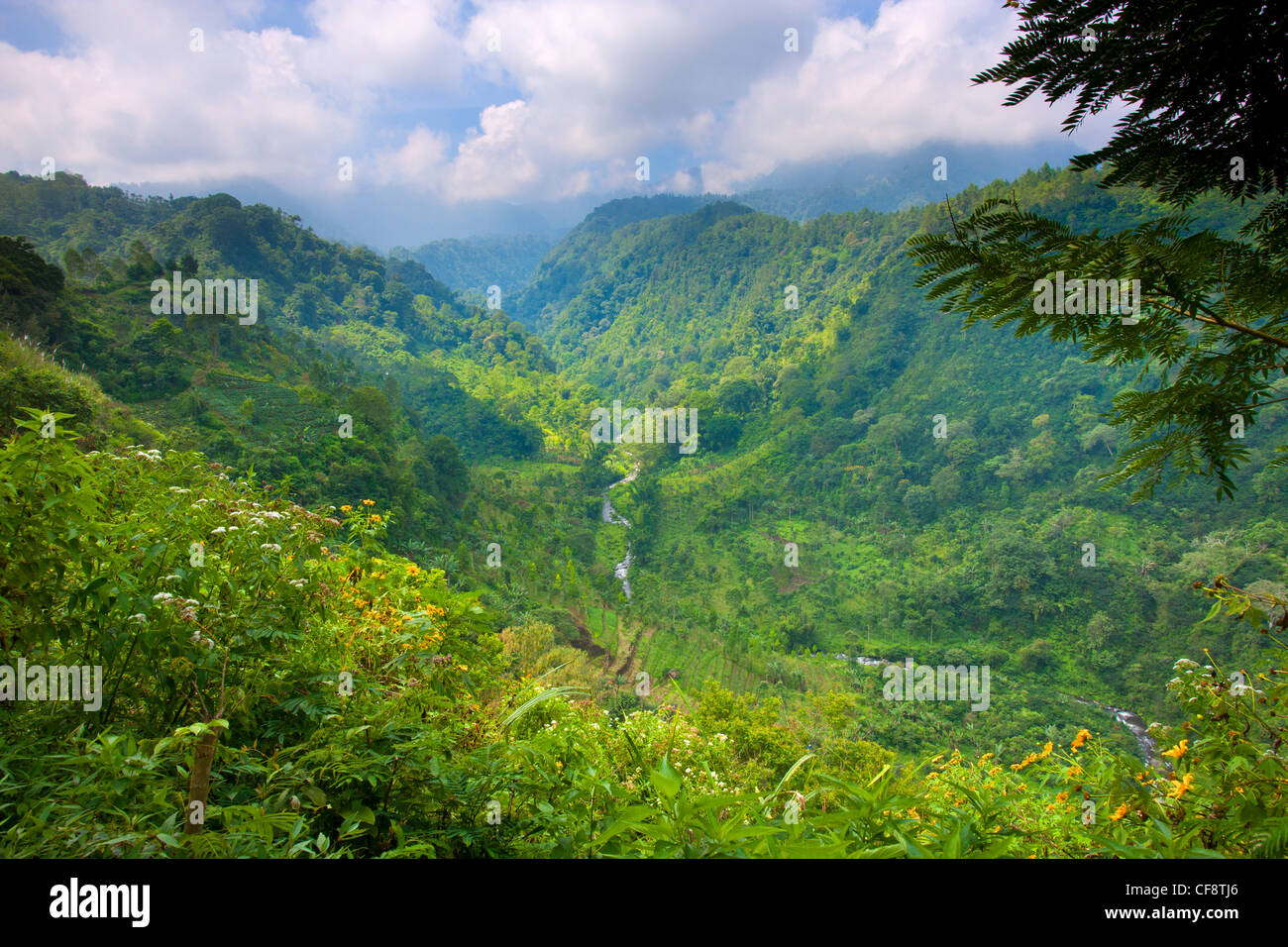 Gubugklakah, Indonesia, Asia, Java, primeval forest, jungle, rain ...