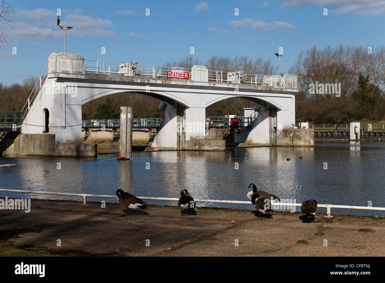 Canada geese on footpath at Teddinton lock on River Thames, England UK. Stock Photo
