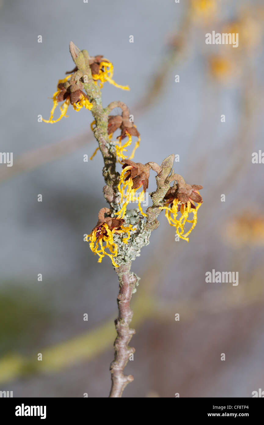 Blooming Witch Hazel Hamamelis mollis , a deciduous winter flowering ...