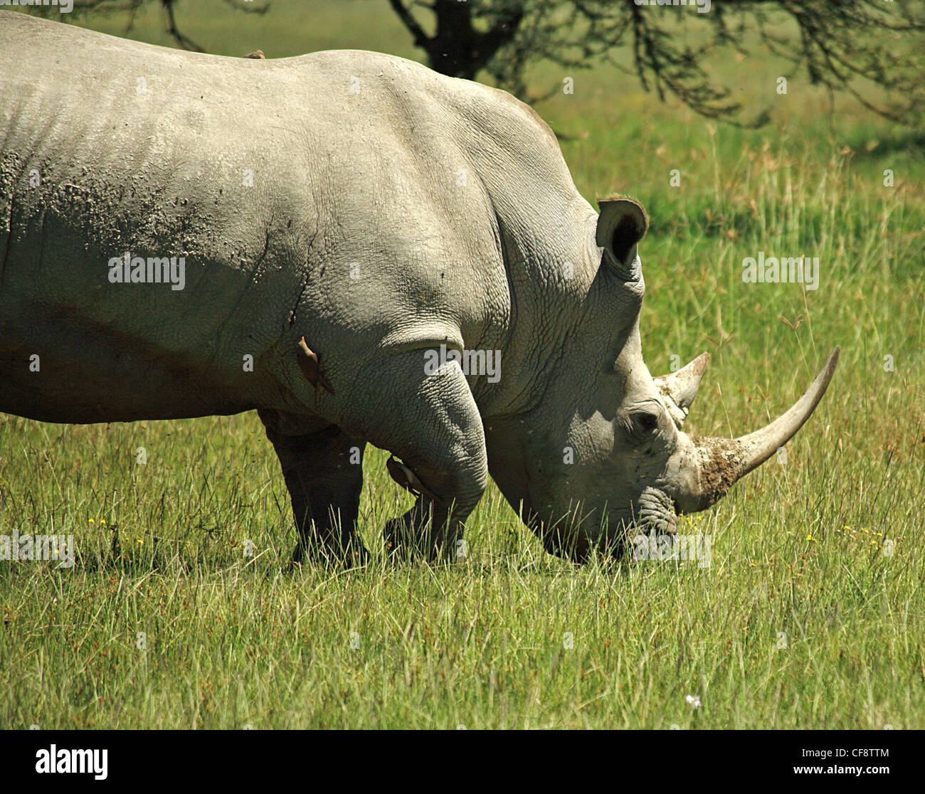 List 32+ Wallpapers what is the symbiotic relationship between oxpecker and rhino Latest List 32+ Wallpapers what is the symbiotic relationship between oxpecker and rhino Latest