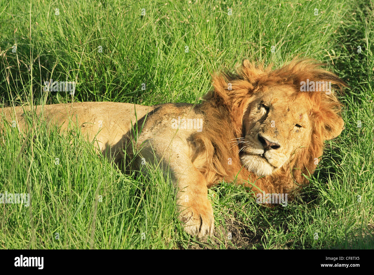 Lion laid down in the grass, Masai Mara National Reserve, Rift Valley. Stock Photo
