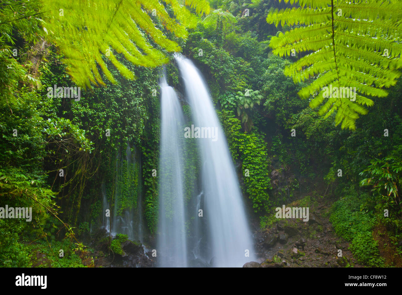 Jumog, Indonesia, Asia, Java, primeval forest, jungle, rain forest ...