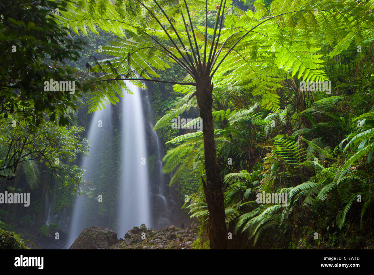 Jumog, Indonesia, Asia, Java, primeval forest, jungle, rain forest ...