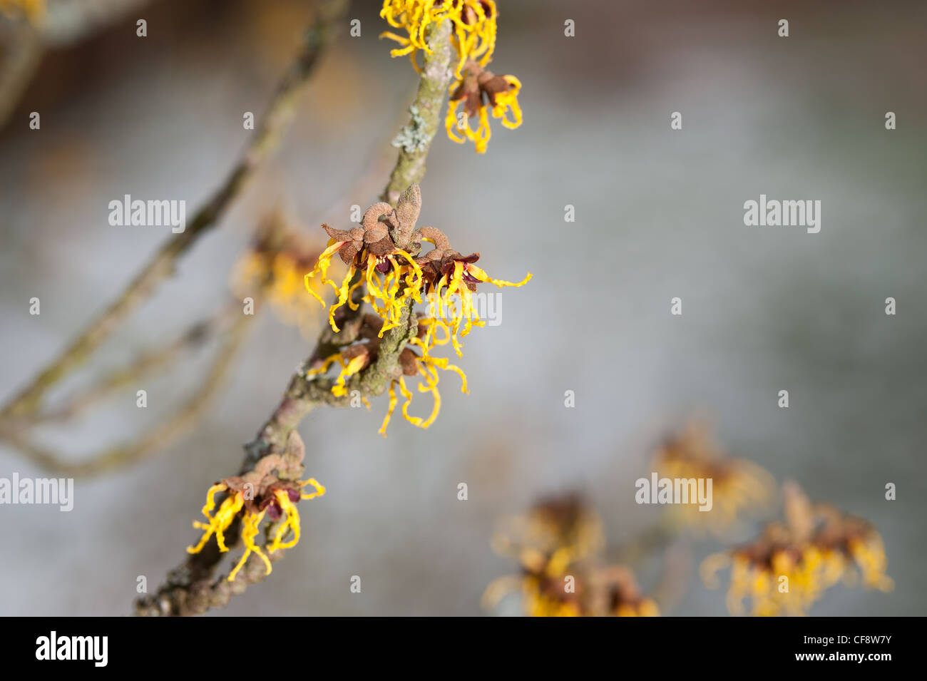 Blooming Witch Hazel Hamamelis mollis , a deciduous winter flowering ...