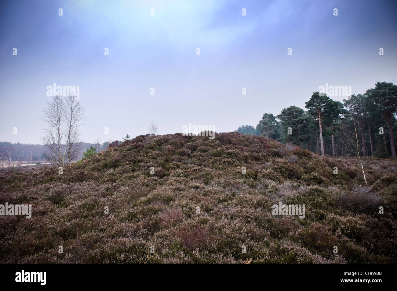 Bronze Age round barrow on Iping Common near Midhurst , West Sussex, UK Stock Photo