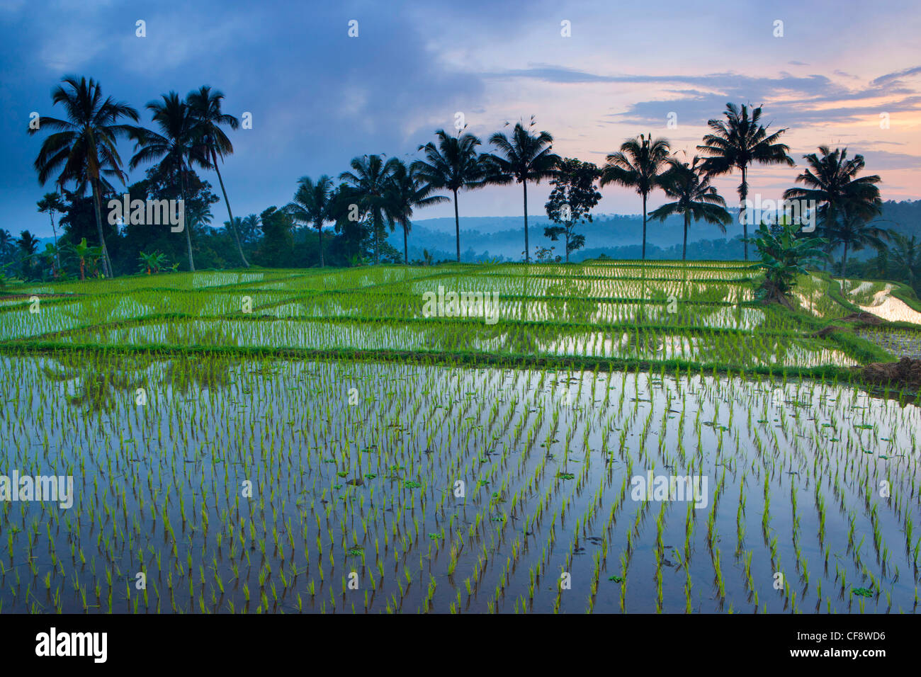 Licin, Indonesia, Asia, Java, fields, rice fields, rice, cultivation ...