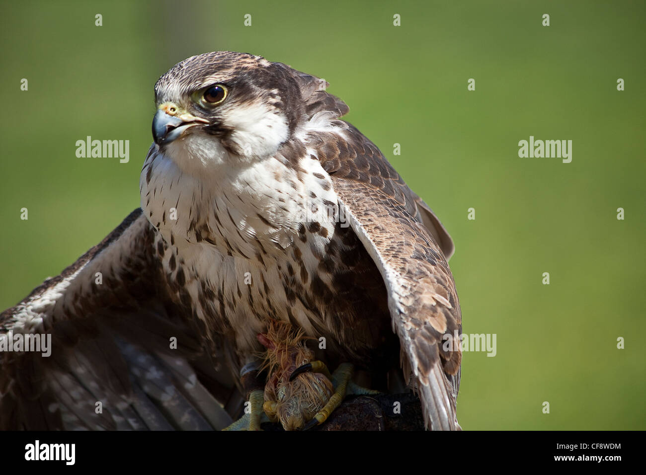 Predator bird hires stock photography and images Alamy