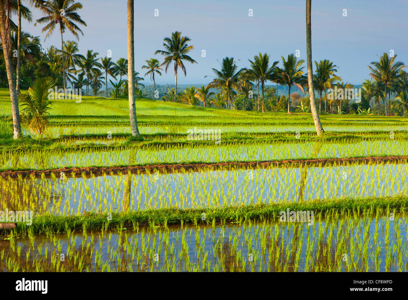 Licin, Indonesia, Asia, Java, fields, rice fields, rice, cultivation ...
