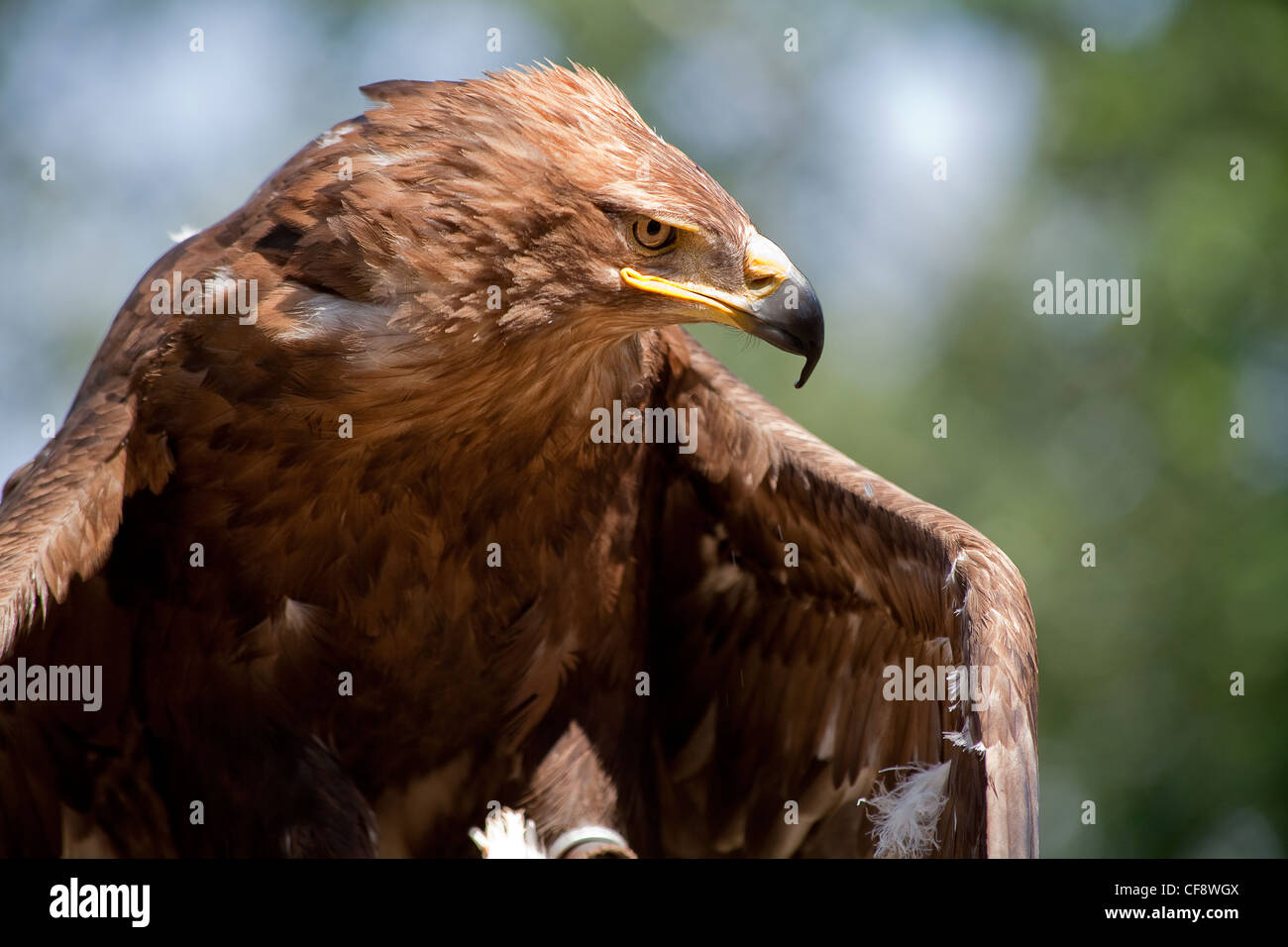 hawk to hunt Stock Photo Alamy