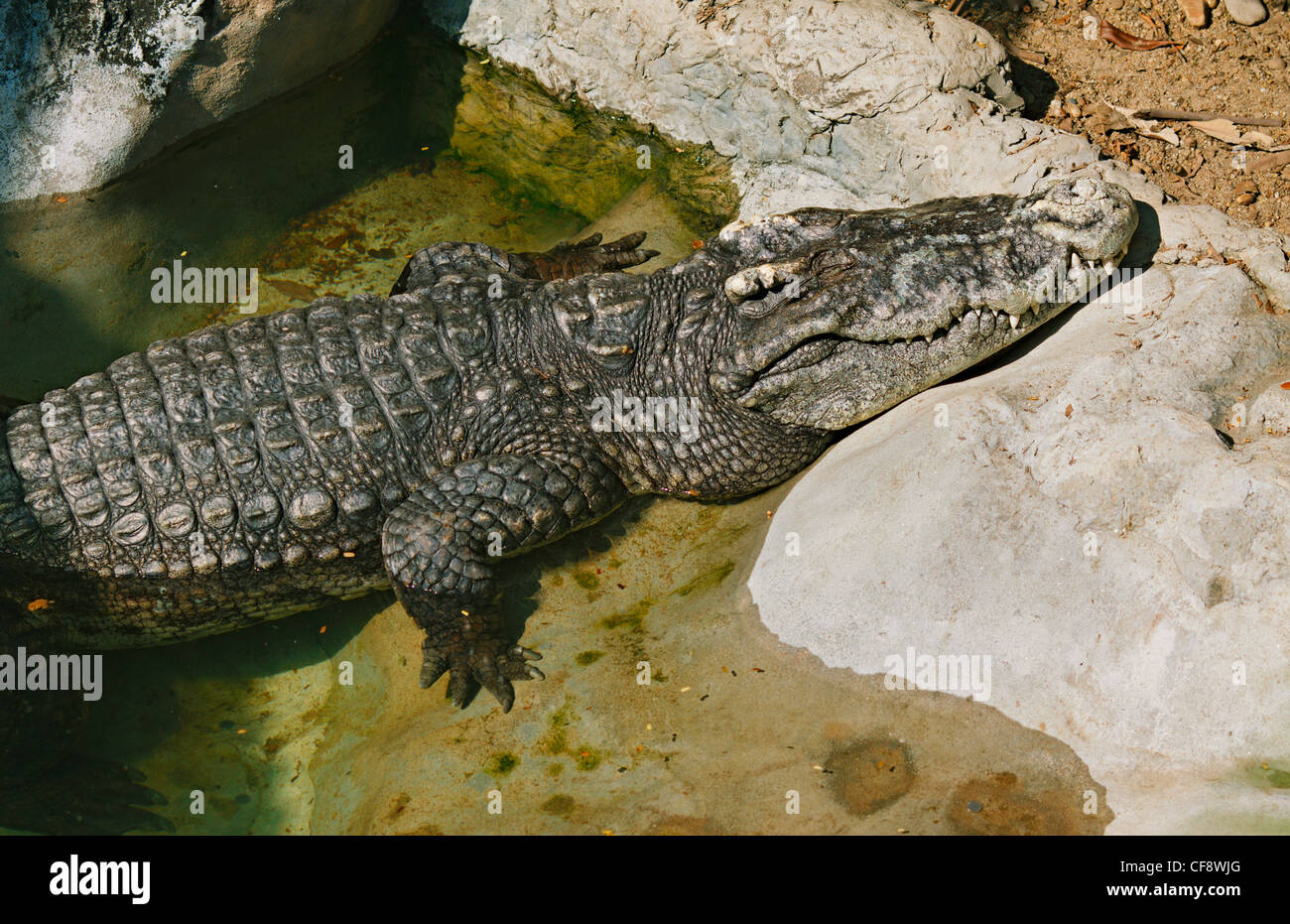 laying crocodile in Dusit Zoo, Bangkok, Thailand Stock Photo