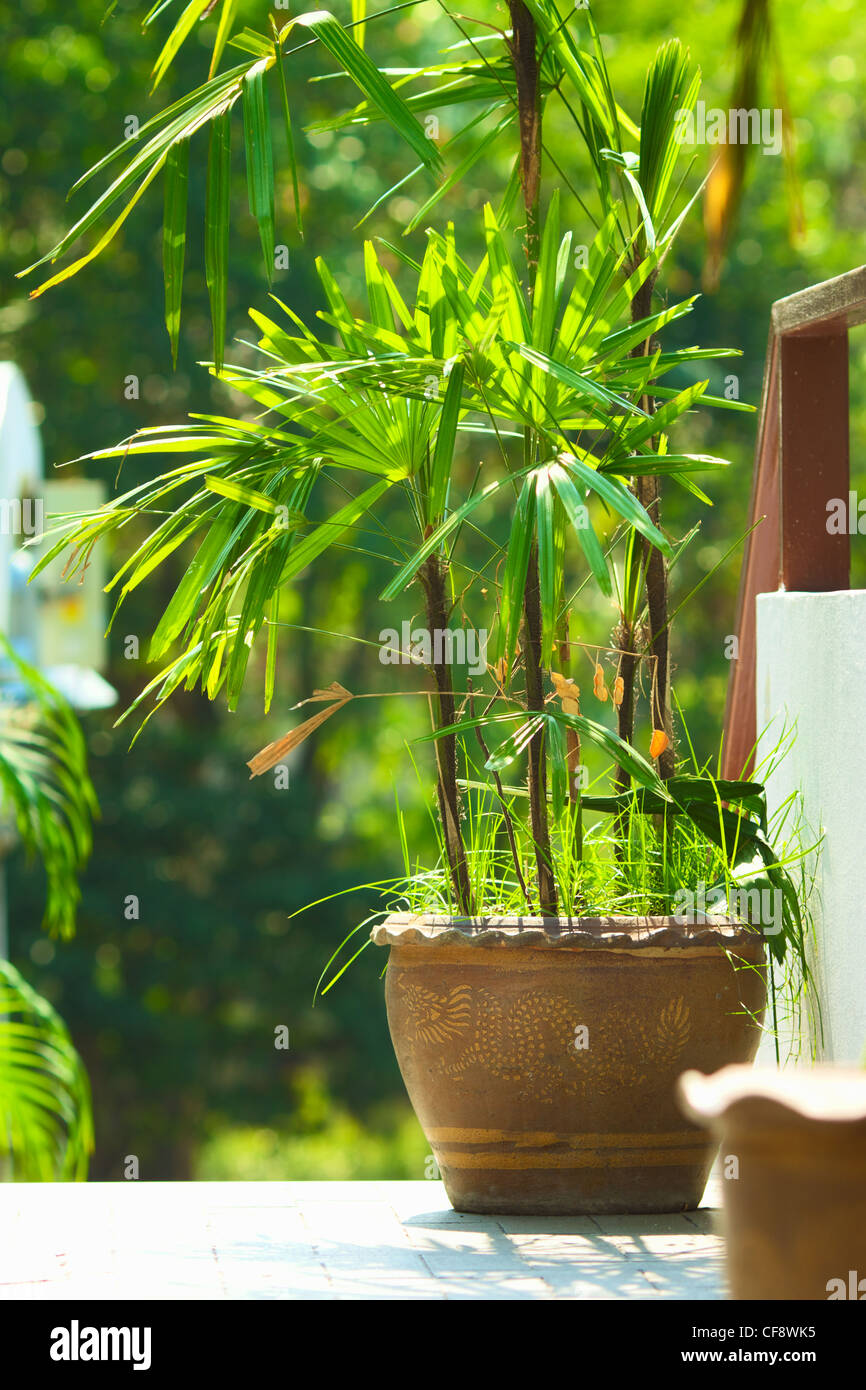 potted green plants on wooden patio table Stock Photo