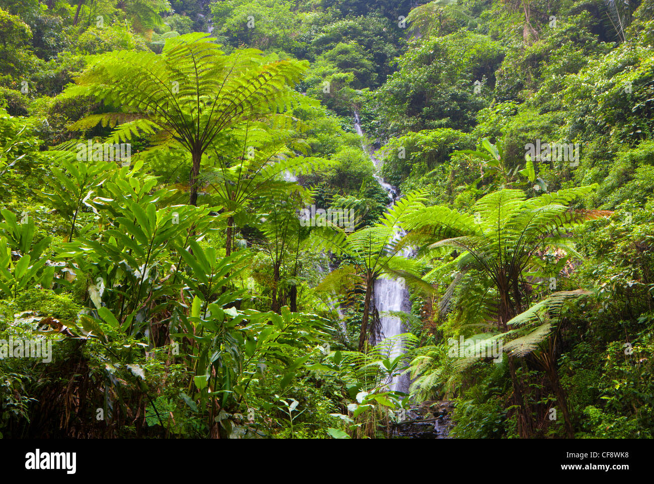 Madakaripura, Indonesia, Asia, Java, primeval forest, jungle, rain
