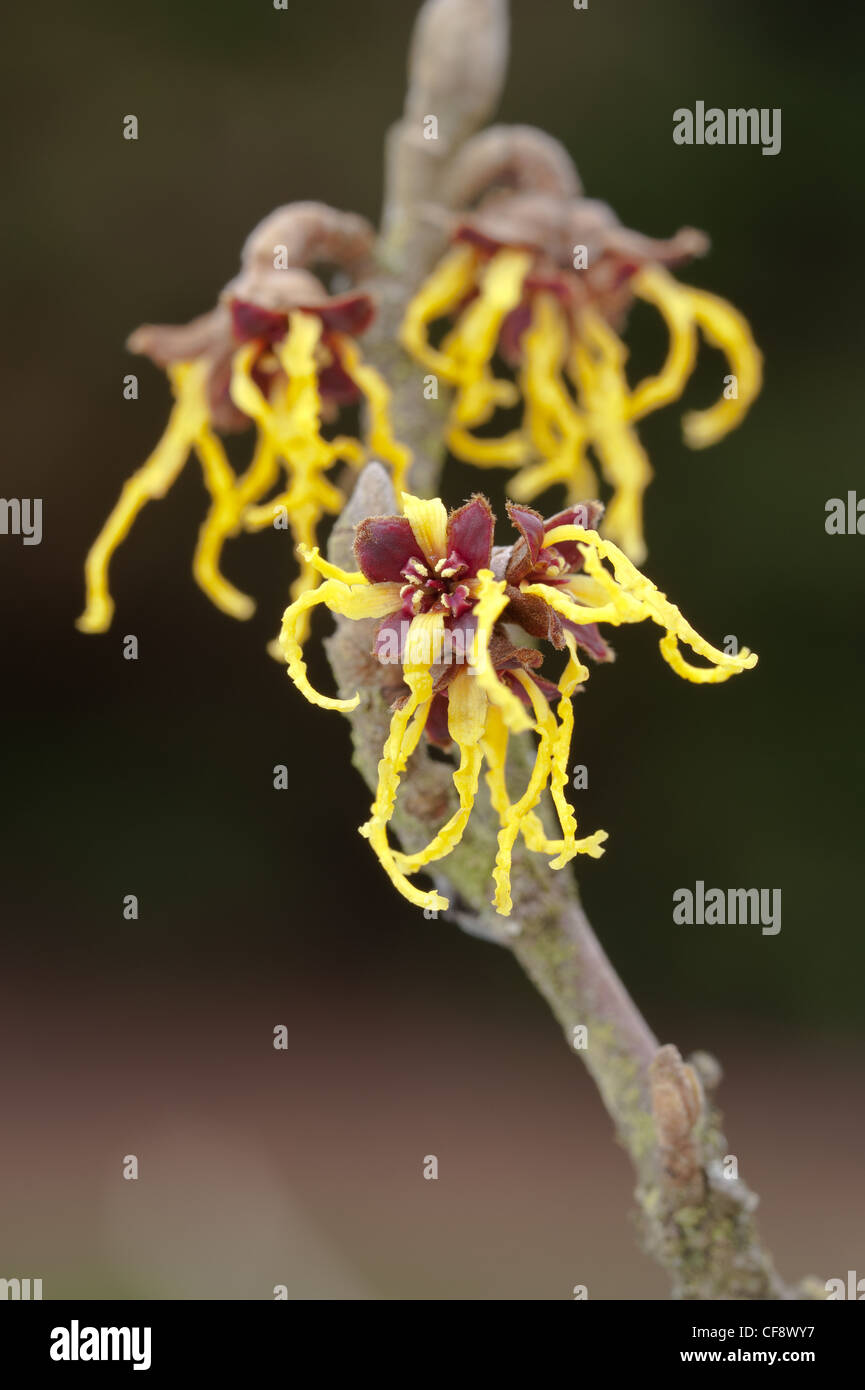 Blooming Witch Hazel Hamamelis mollis , a deciduous winter flowering ...