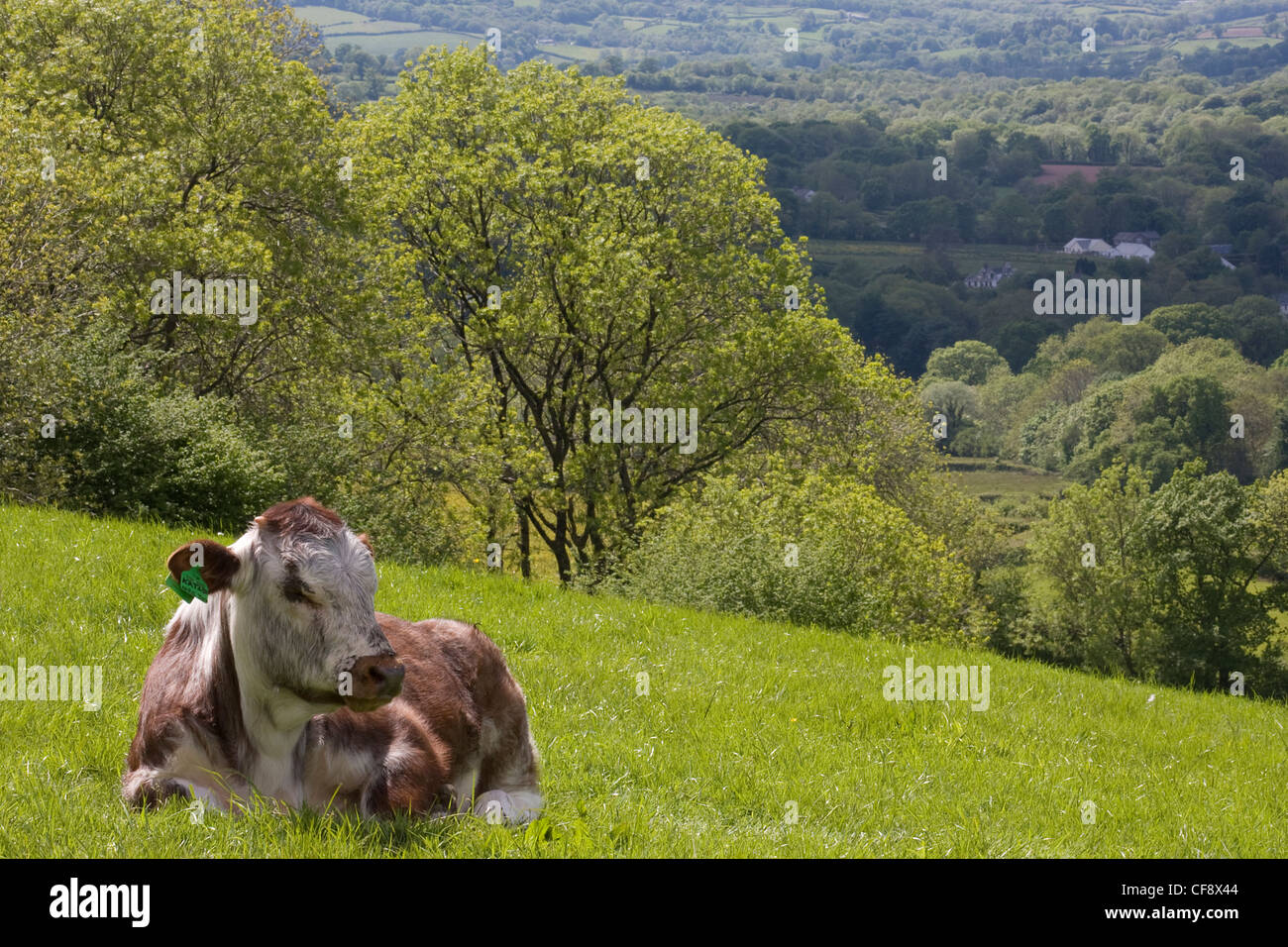 Durham Longhorn calf grazing Black Mountains, one of the four ranges of hills that comprise the Brecon Beacons National Park. Stock Photo