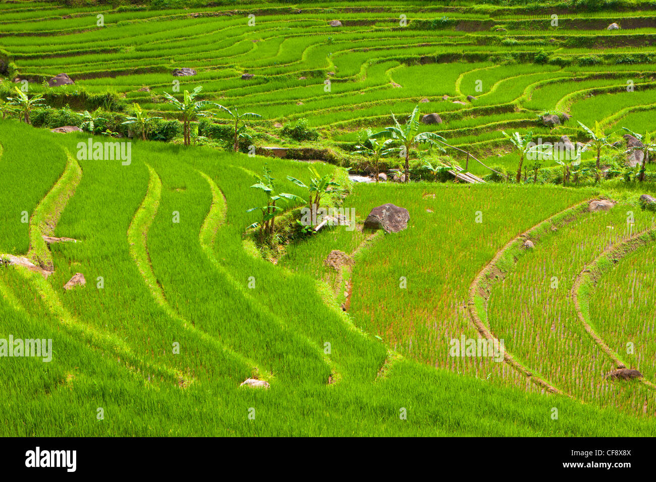 Selogriyo, Indonesia, Asia, Java, rice fields, rice, cultivation ...