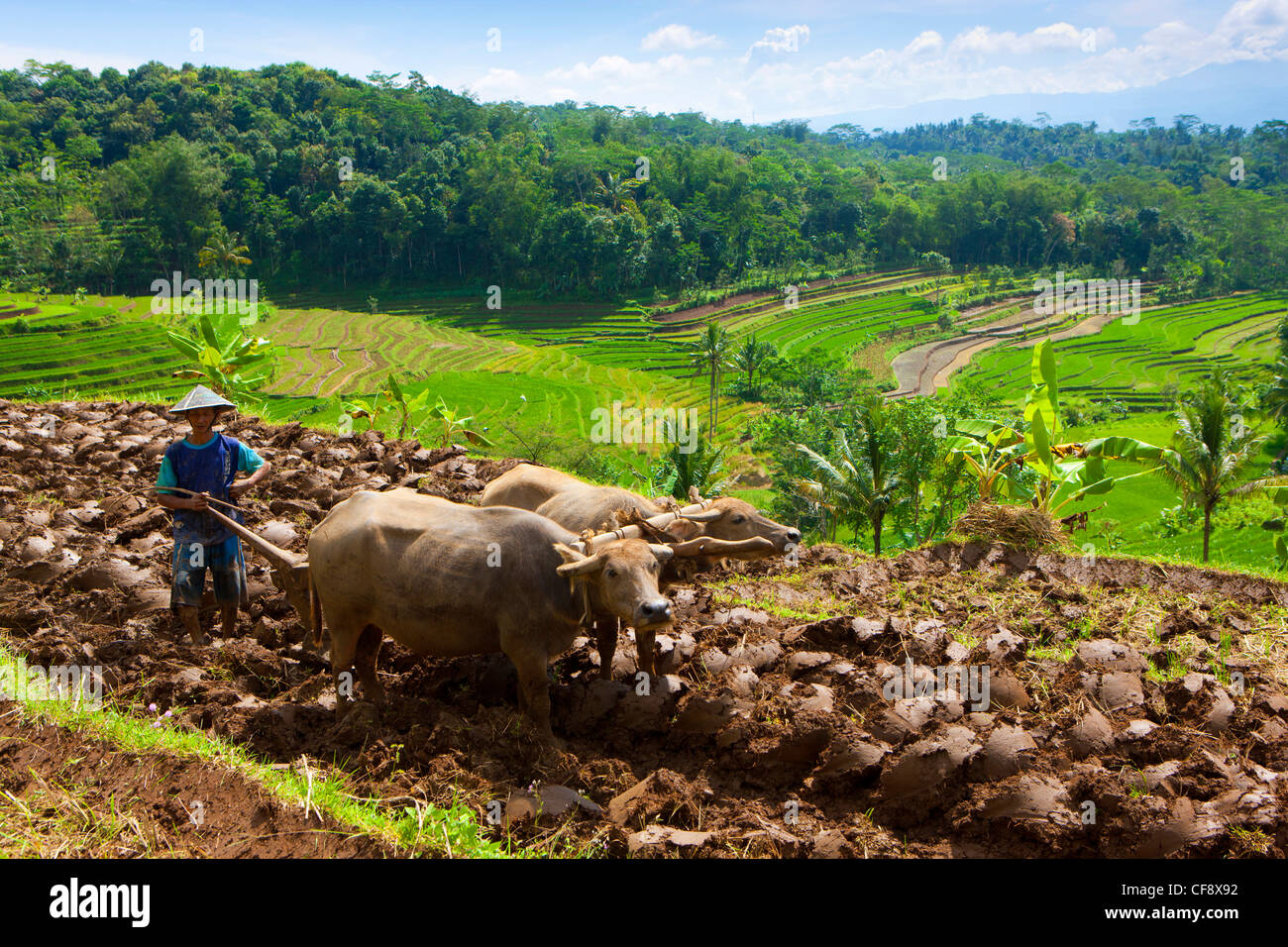 Selogriyo, Indonesia, Asia, Java, rice fields, rice, cultivation ...