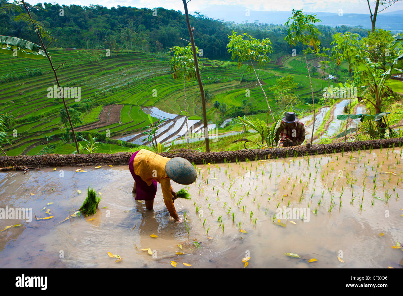 Selogriyo, Indonesia, Asia, Java, rice fields, rice, cultivation ...