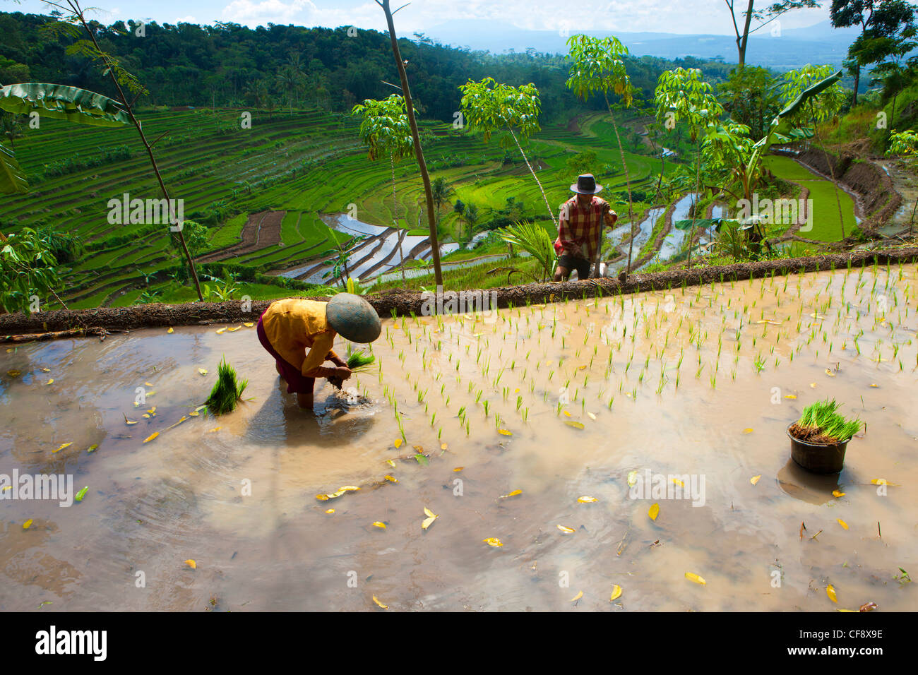 Selogriyo, Indonesia, Asia, Java, rice fields, rice, cultivation ...