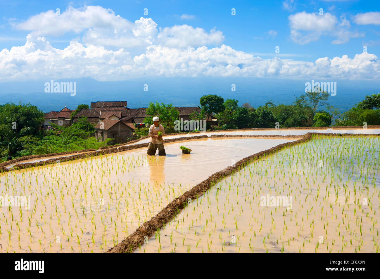 Selogriyo, Indonesia, Asia, Java, rice fields, rice, cultivation ...