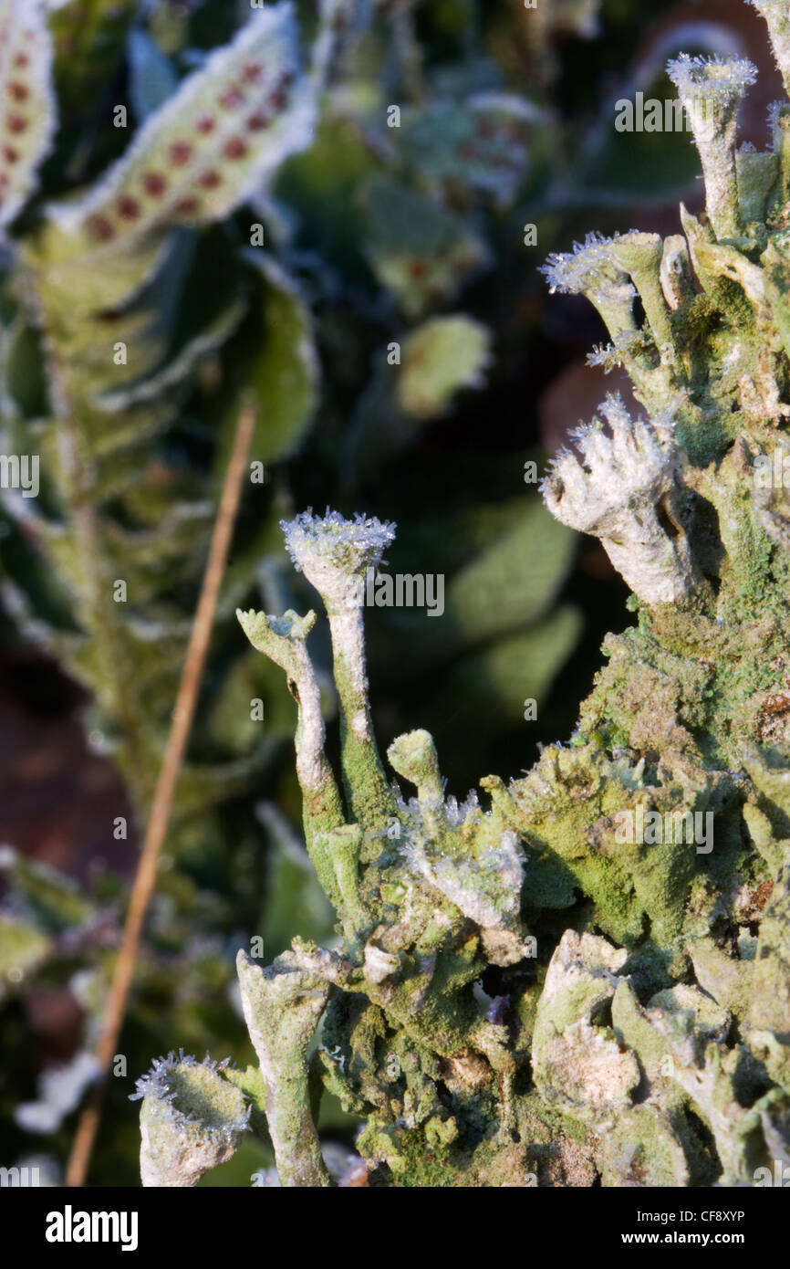 Closeup of Cup Lichens (Cladonia spec) on a rotting tree trunk, with some ferns in the background. Stock Photo