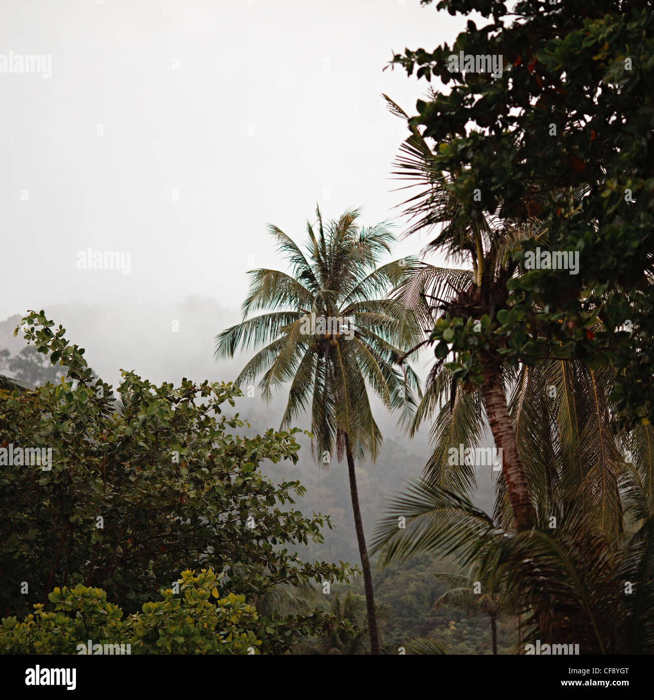 jungle under strong rain, Thailand, Andaman Shore Stock Photo