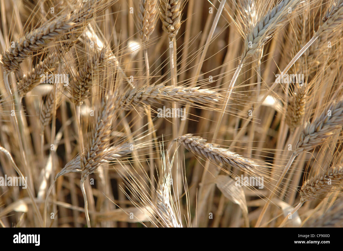 Foodstuff commodity hires stock photography and images Alamy