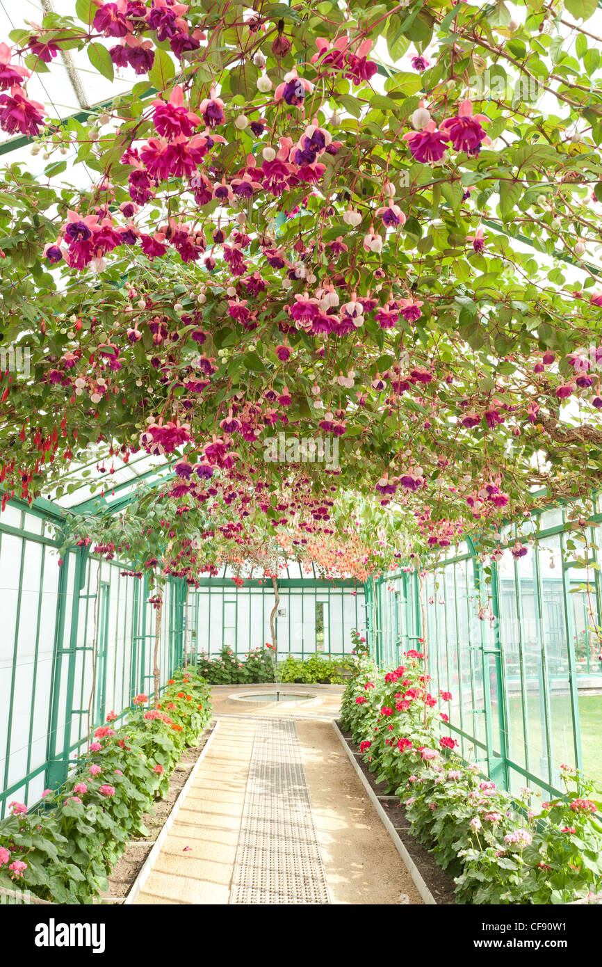 Belgique, Bruxelles, Laeken, the royal castle domain, the greenhouses of Laeken in spring. Long greenhouses with large Fuchsia. Stock Photo