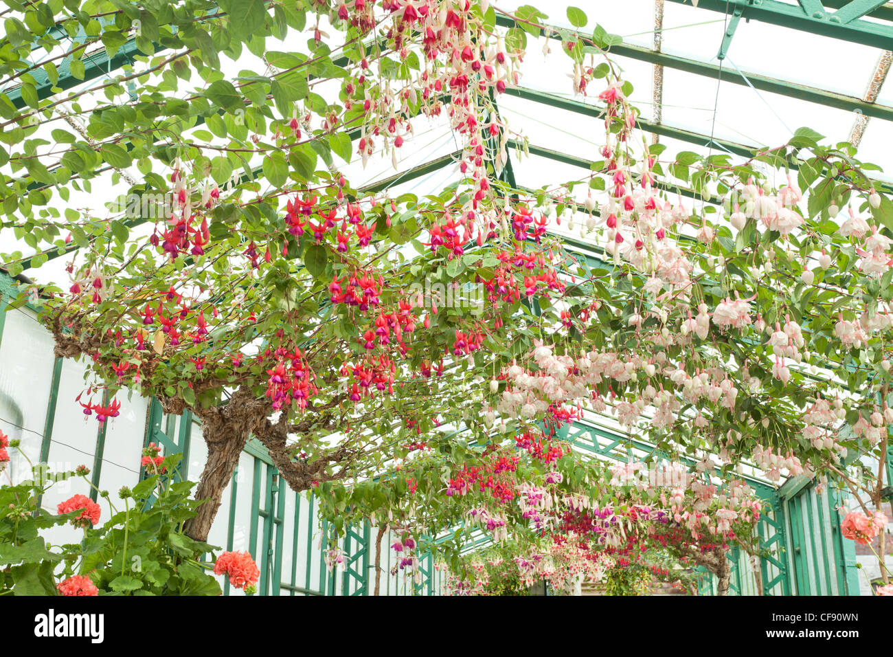 Belgium, Brussels, Laeken, the royal castle domain, the greenhouses of Laeken in spring. Long greenhouses with large Fuchsia. Stock Photo