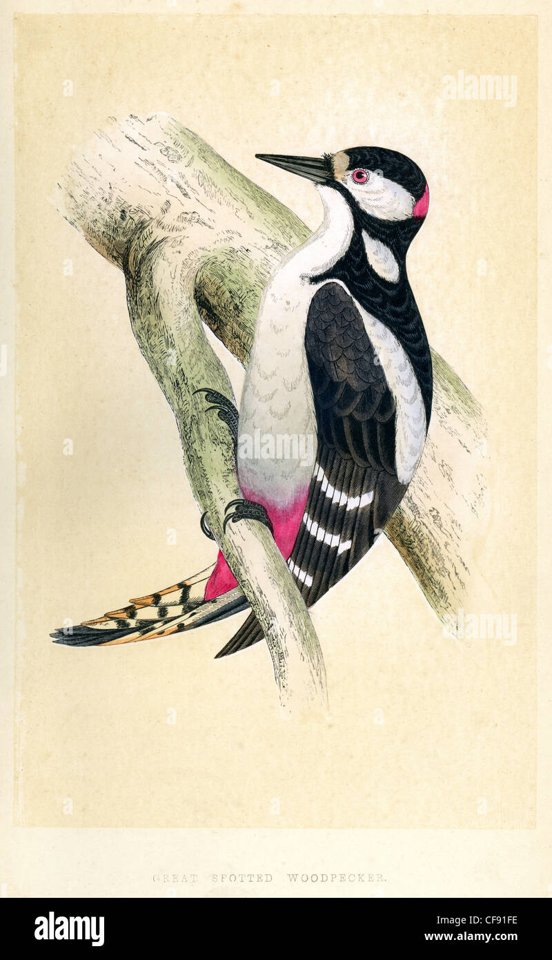 Vintage print of a Great Spotted Woodpecker (or Greater Spotted Woodpecker), Dendrocopos major Stock Photo