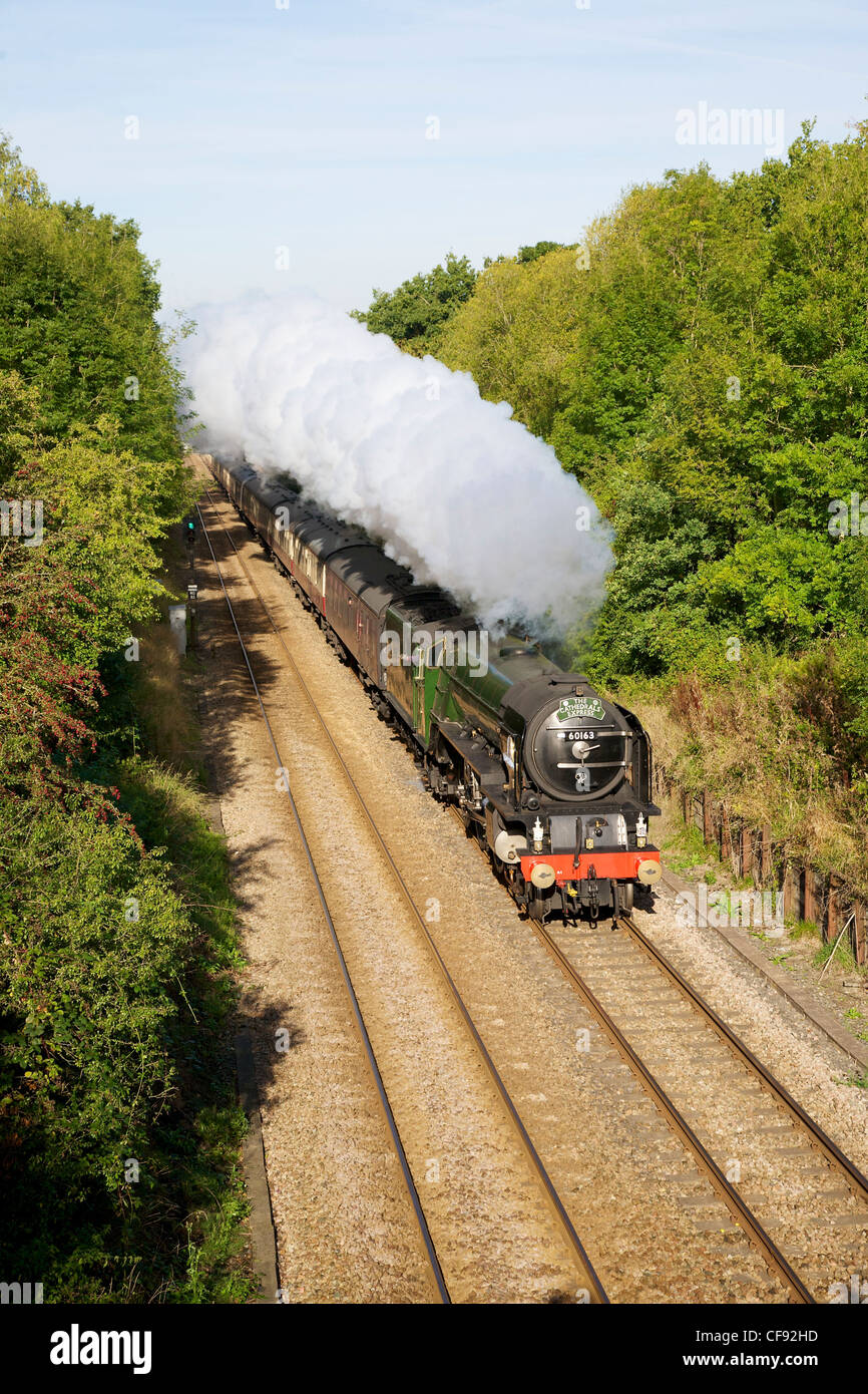 60163 Tornado Steam Locomotive 'Cathedrals Express' under steam and at speed passing under a bridge at Reigate, Surrey Stock Photo