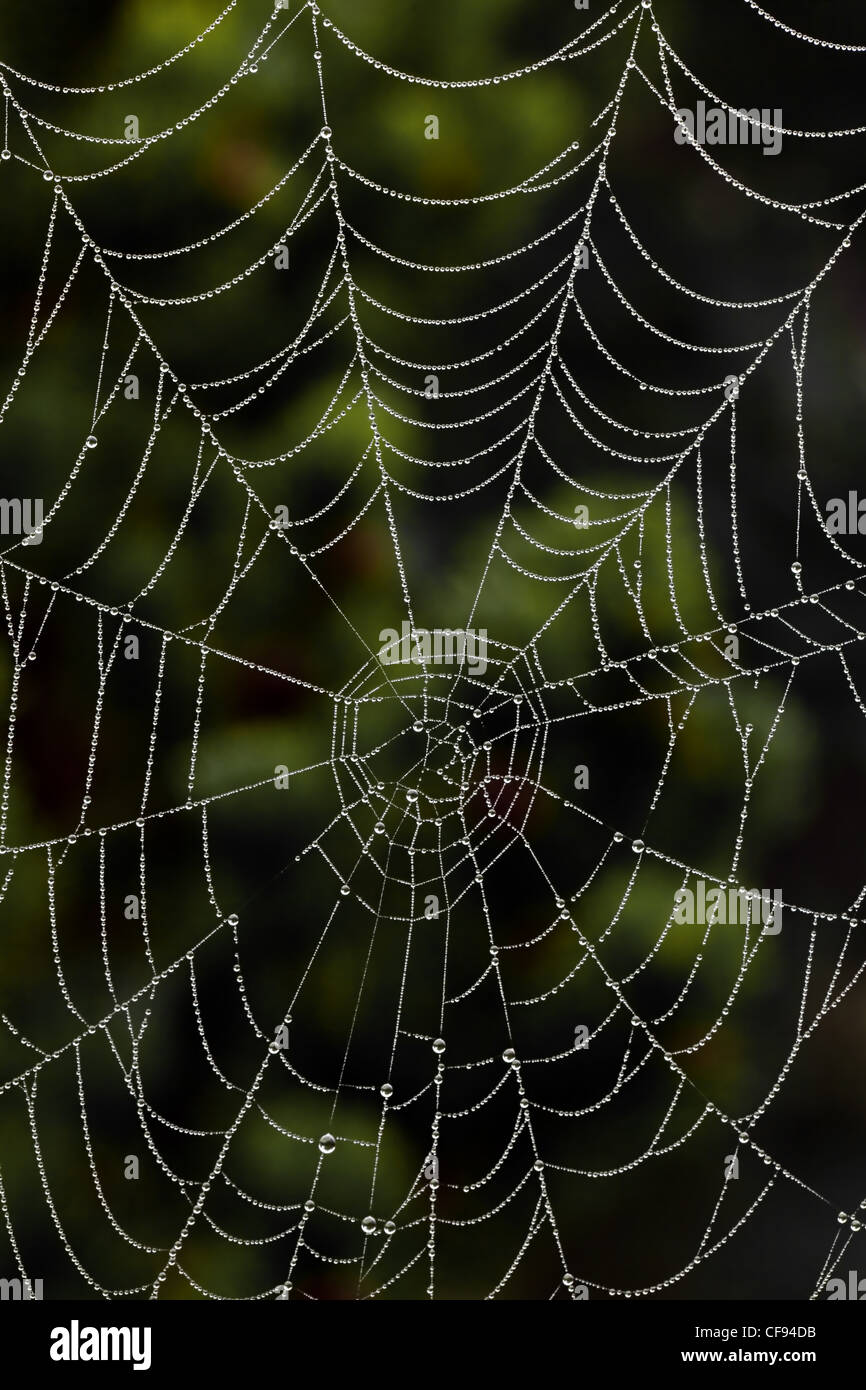 the spider web of a spider in the morning dew. photo icon for network and networking. Stock Photo