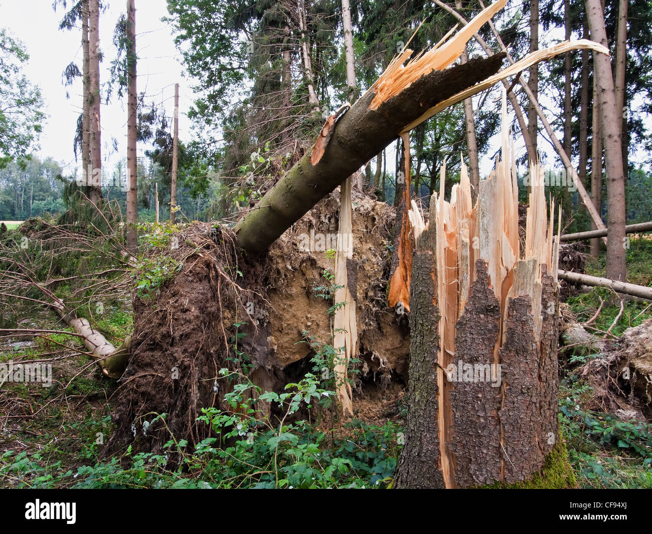 storm damage. fallen trees in the forest after a storm. Stock Photo