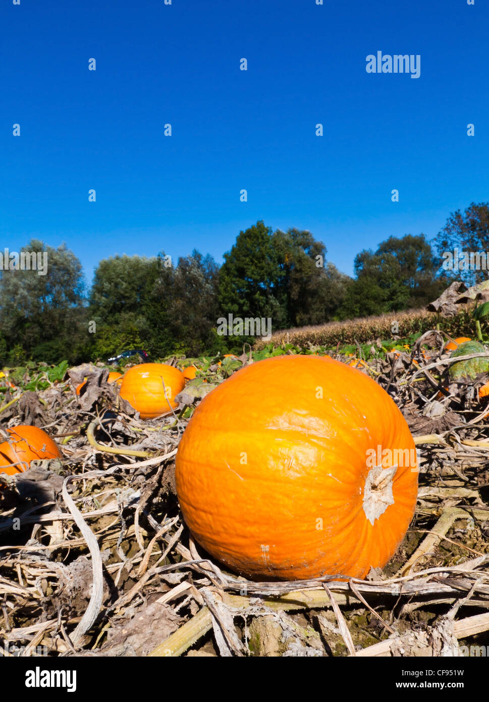 a field full of pumpkins in austria. autumn is harvest time Stock Photo