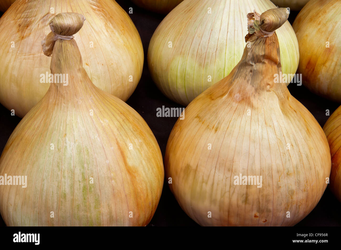 Onion Mammoth Improved at Malvern Autumn Show 2011 Stock Photo