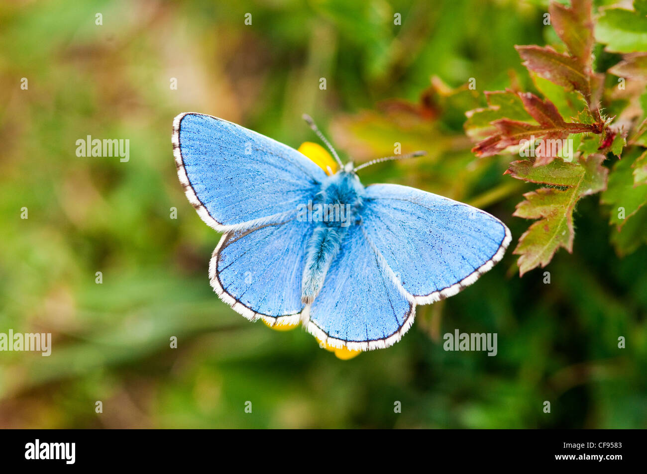 Adonis Blue butterfly Stock Photo