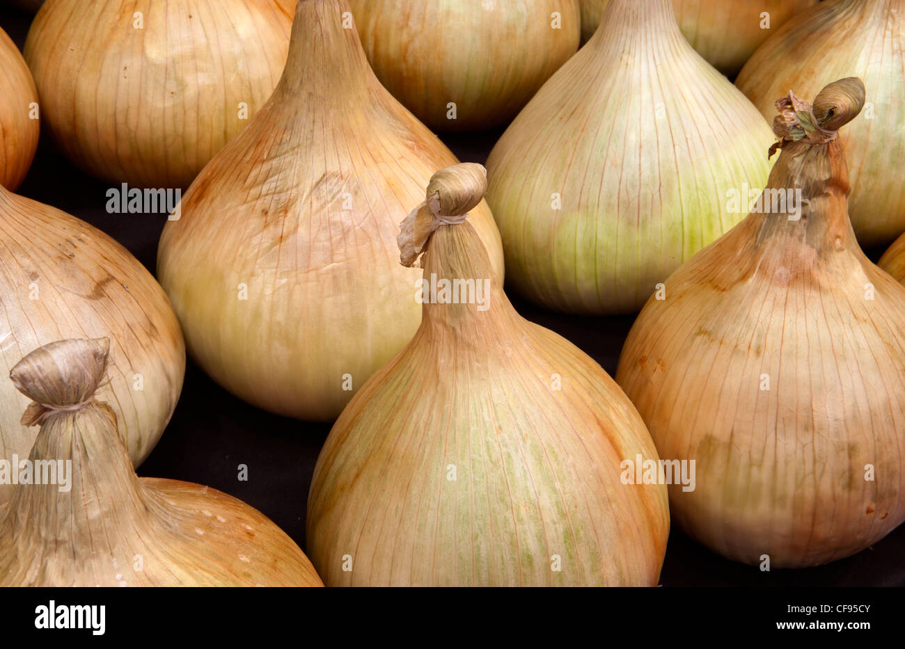 Onion Mammoth Improved at Malvern Autumn Show 2011 Stock Photo Alamy