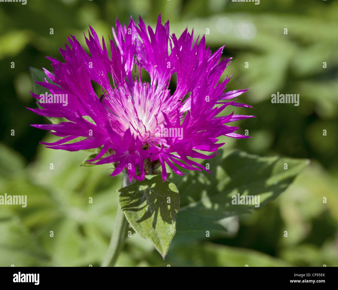 Purple Cornflower (centaurea dealbata steenbergii Stock Photo Alamy