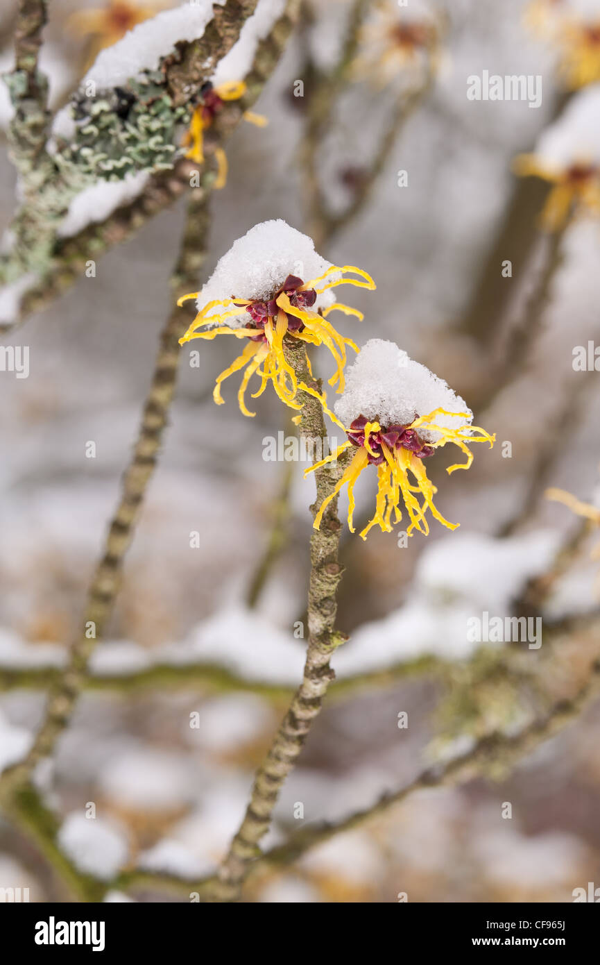 Blooming Witch Hazel Hamamelis mollis , a deciduous winter flowering ...