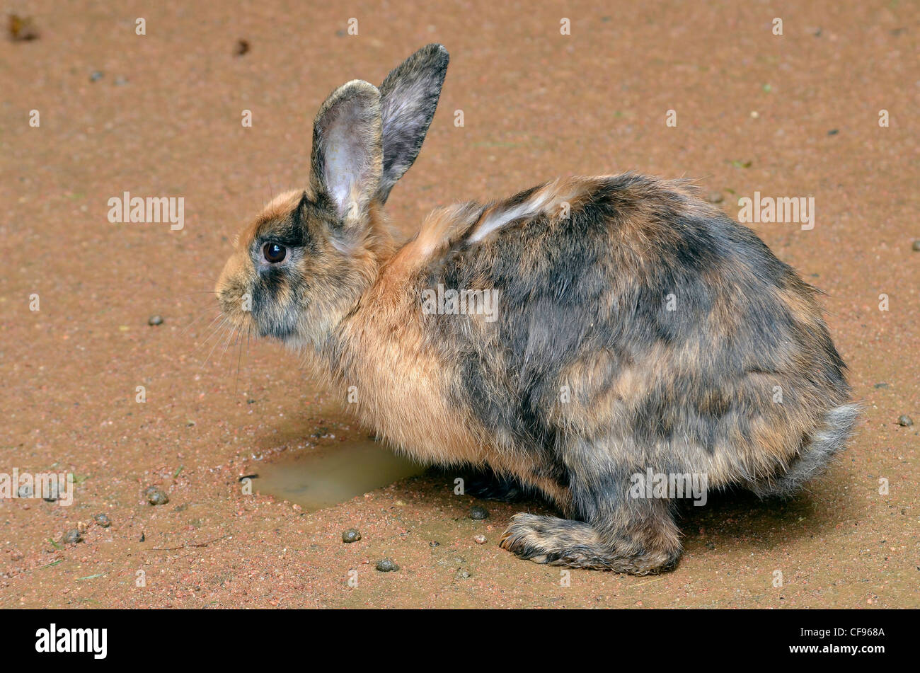 Rabbit profile hi-res stock photography and images - Alamy